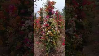 #bogan villa plant#flowers