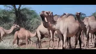 LARGEST HERD OF CAMELS IN KENYA / A STARVING CHILD BORROWS WATER IN SAMBURU