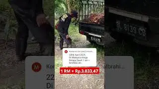 Benarkah harga kelapa sawit di Malaysia 1 tan Rp. 17 jutaan?? #sawit #sawitmalaysia #hargasawit