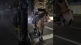 Police Horse from the NYPD Mounted Unit on the streets of New York City