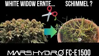 White Widow Harvest 🌿 ❌Orange Sherbert komplett verloren