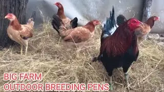 Big Farm Feeding Time - Shape Outdoor Chicken Coop Indoor Outdoor Breeding Pens GUEROMEL