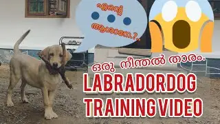 Dog training video/labrador retriever/  puppy training video/ lab dog/👍👌 fishing dog