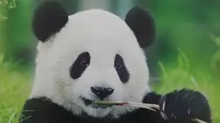 2016 China Trip Day 6 Chengdu Research Base of Giant Panda Breeding, Sichuan 2 of 2