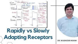 Rapidly vs Slowly Adapting Receptors | Neuroscience | Neurophysiology | Sensory Receptors |