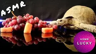 ASMR Mukbang Eating grape 🍇 Turtle Tortoise 20 #asmr #subscribe #like
