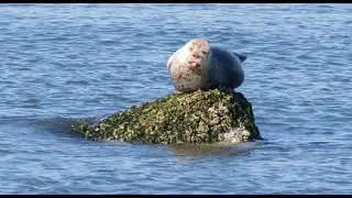 HARBOR SEAL | PHOCA VITULINA | MAMMAL | WILDLIFE | NATURE | DISCOVERY PARK