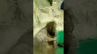 орангутан #animals #orangutan #funny