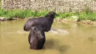 Buffalo Swimming at Buffalo's Swimming Pool @nomadvillage