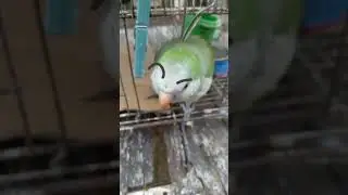 XD #xdd#capibara#meme#spin#xd#wtf#memefunny#bird#lmao