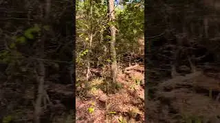 Chickasaw National Recreation Area - Dry Creek Loop Trail #hiking #nature