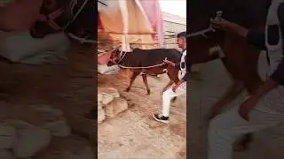 80 Hazer Wala Maal Gaya 👑 Season 2026 At Liyari Mandi #foryou #youtubeshorts #trendingshorts #virals