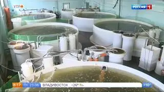 Ученые ВНИРО разрабатывают  технологию выращивания судака в неволе
