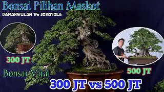 Review Harga 800 juta Bonsai pilihan untuk PIALA PRESIDEN SURABAYA