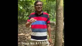 #ধূপ #Ailanthus #Alianthus_triphysa #Ailanthus_malabarica #halmaddi#simaroubaceae#ferntop #evergreen