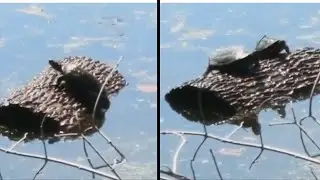 Animals are getting weird 🤔 (Reddit Funny Videos #1 )