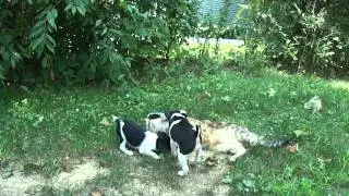 Ratitatt Pups Playing With Cat 7 Weeks