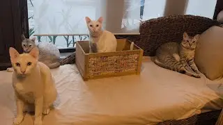 【タイ🇹🇭猫達★LIVE】4匹猫家族／18-Jan2026  #cat #neko #猫 #แมว #thailand #bangkok