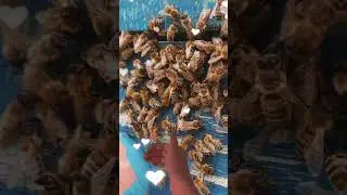 Пчелы #bee