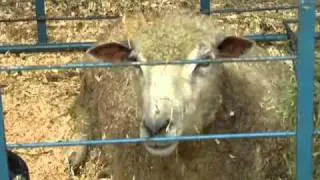Rare Breeds