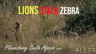 WILDLIFE: Lions stalk Zebra - amazing camouflage - Pilanesberg self-drive safari