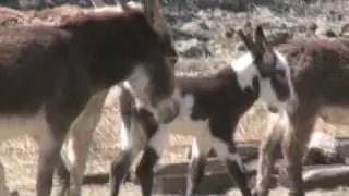 Peaceful Valley Donkey Rescue