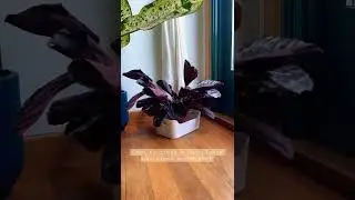 #calathea #watering #plantas #plantcare #plants #plantasdeinterior #urbanjungle #plantparent