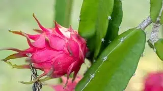 How to grow dragon fruits!!small branches!!grow cutting||कमललम की खेती||plant care#dragon#Spk_desire