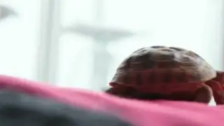 wasabiHD
