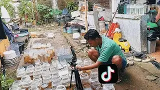 Kabar pedagang ikan cupang keliling !! 