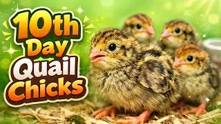 🐥 ১০ দিনের কোয়েল বাচ্চাদের বুডিং আপডেট | Quail Chick 10th Day Growth