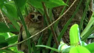 M&Uacute;CARO COM&Uacute;N cantando (Puerto Rican Screech-Owl,  Gymnasio nudipes) END&Eacute;MICA de Puerto Rico