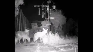 Foxes at night