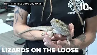 Massachusetts sees increase in missing reptiles