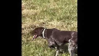 Quail hunting behind GSP