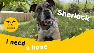Sherlock the brilliant Boxer | Dogs Trust Snetterton