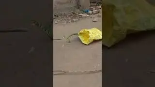  #snake #rescue #video #new 