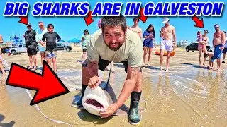 Sandbar and Black Tip Sharks All Day | Shark Fishing Galveston Texas