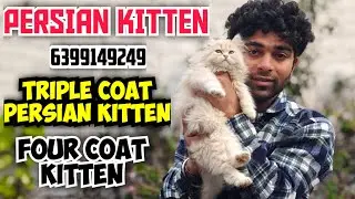 😍 FOUR COAT PERSIAN CAT &bull; FAWN COLOUR FEMALE PERSIAN FOR SALE &bull; CAT FOR SALE &bull; KITTEN FOR SALE 🔥