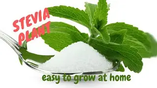 HOW TO PROPAGATE STEVIA BY PLANT DIVISION / STEVIA PROPAGATION. Tam-awan Berry Garden