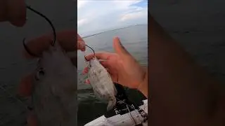 Dropping a Live Pigfish down! #fishing #bigfish #shorts