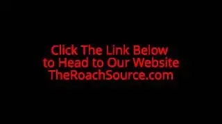 Roaches For Sale