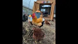 Clucky Cam Live! Rooster Goldie & His Girls