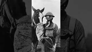 animals that played a huge role in WW1  #history #ww1