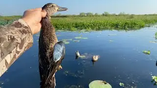 Louisiana Cast and Blast! Teal Hunting & Sac Au Lait! (Black Crappie) 
