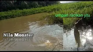 Strike Nila Monster Rawa Bujung Menggala