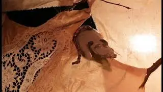 In the Forest of Hambibleibski: object theater by Claire Chaulet (creation 2018-2019) | Teaser