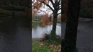 Duck landing on water # short video