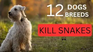 the top 12 dog breeds that protect against fear of snakes
