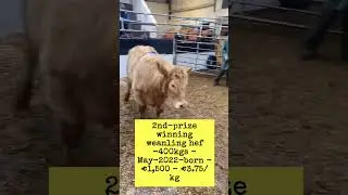 &euro;1,500 weanling heifer at Ballinrobe Mart